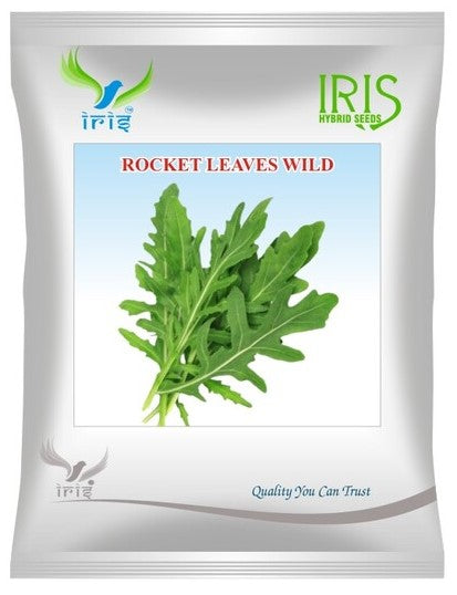 Iris Imported OP Rocket Leaves Wild
