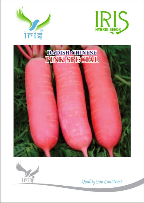 Iris Imported Chinese Pink Radish Special