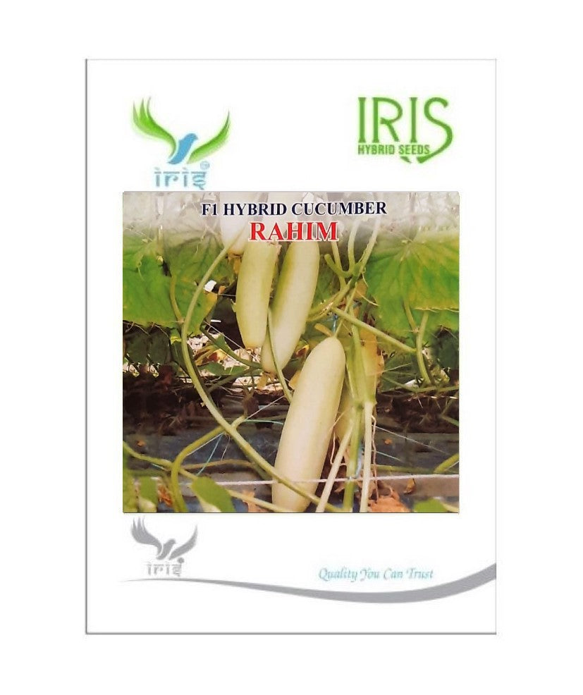 Cucumber / Kakri F1 Iris Rahim
