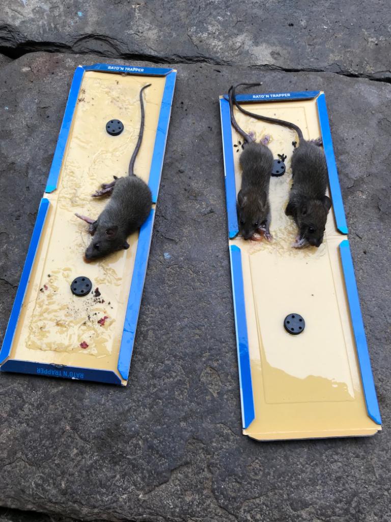 Green Revolution Rato'n Trapper / Mouse Glue Trap