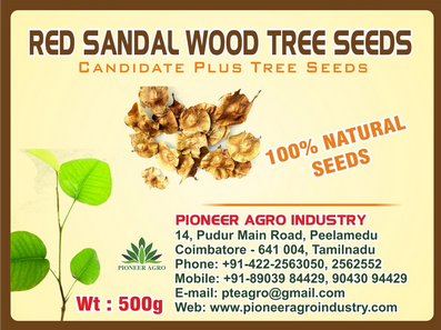 Red Sandal Wood / Lal Chandan Tree Seed