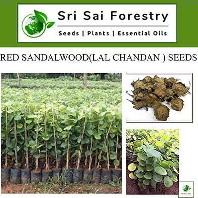 Red Sandalwood/ Lal Chandan Tree Seeds