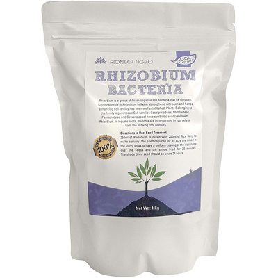 Rhizobium Bacteria - Nitrogen Fixing Bacteria