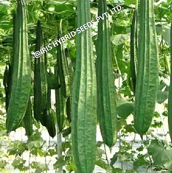 Ridgegourd / Turai F1 Hybrid Max 001
