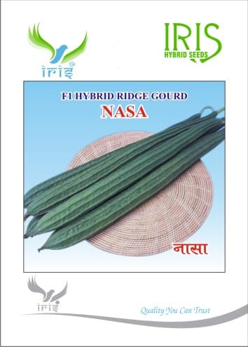 Ridgegourd / Turai F1 Hybrid Nasa