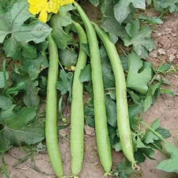 SpongeGourd / Galki F1 SG-07