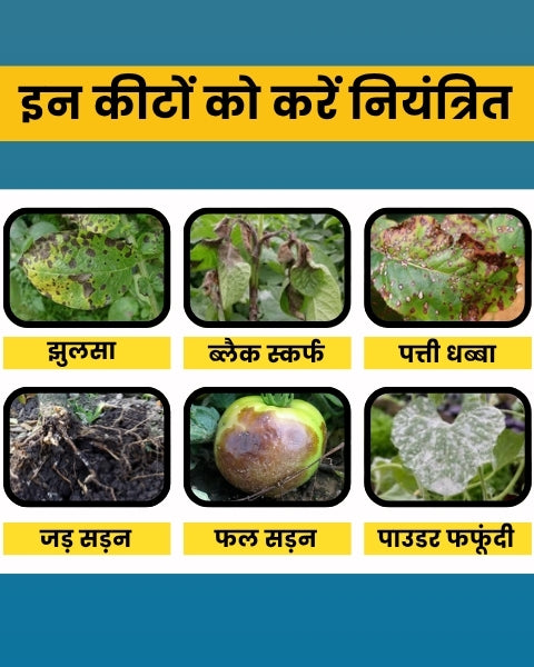 Katyayani Samartha -  Carbendazim 12% + Mancozeb 63% WP | Chemical Fungicide