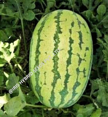 Watermelon F1 Iris Samrat (Icebox Segment)