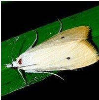 YSB Lure / Scirpophaga Incertulas Pheromone Lure