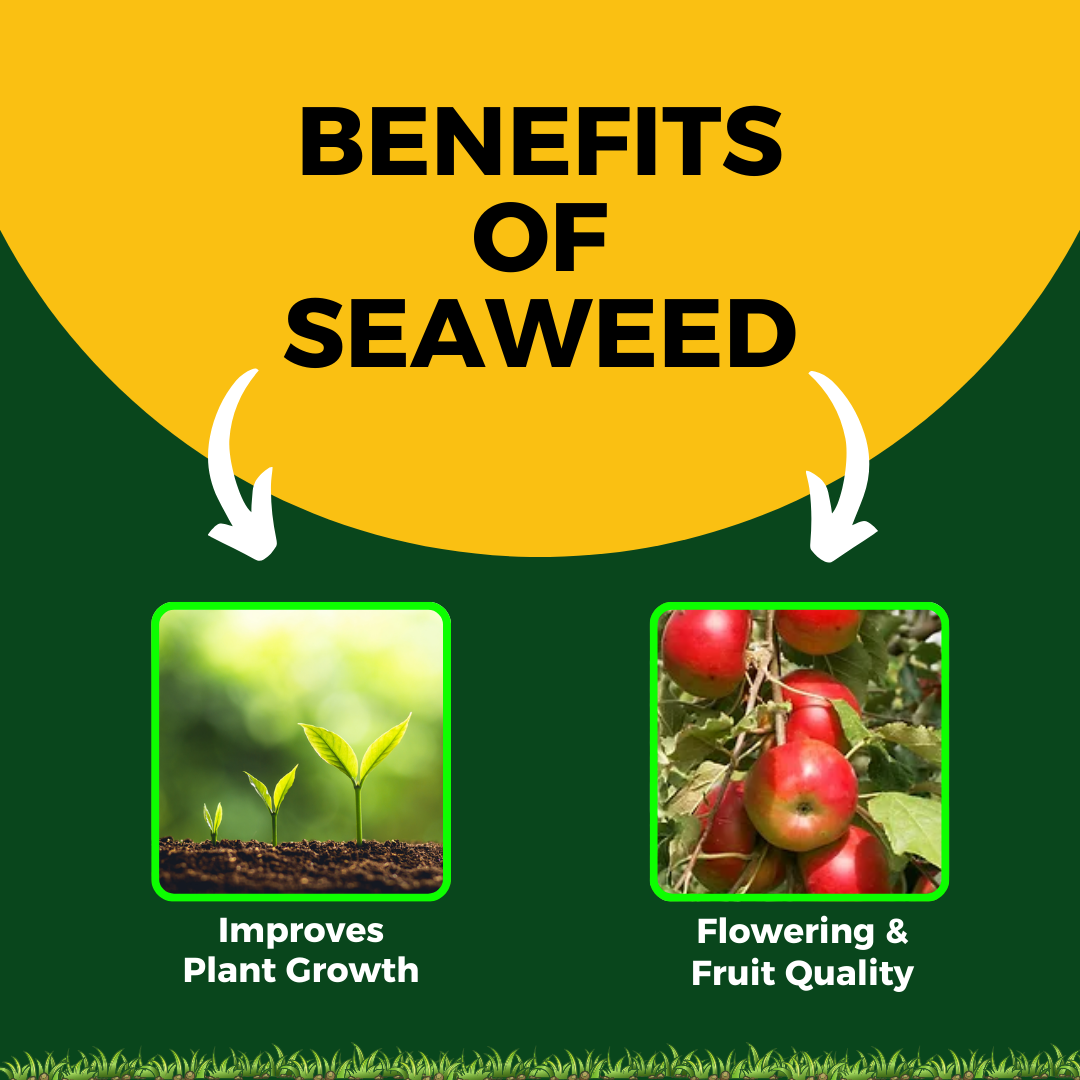 Katyayani Seaweed Extract Liquid
