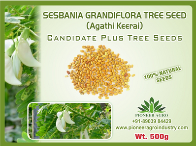 Sesbania Grandifora / Agathi Tree Seed White Flower
