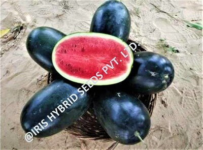 Watermelon F1 Iris Shahenshah