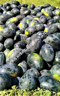 Watermelon F1 Iris Shahenshah