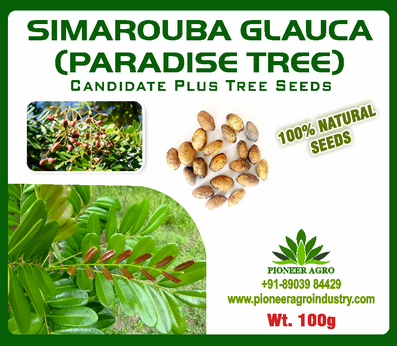 Simarouba Glauca / Paradise Tree Seed