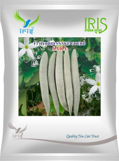 Snakegourd F1 Iris Sara