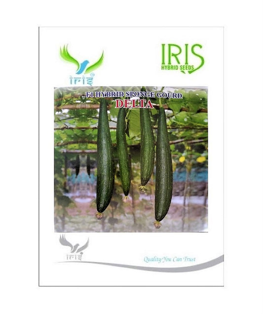 SpongeGourd / Galki F1 Hybrid Iris Delta
