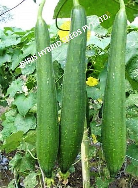 SpongeGourd / Galki F1 Hybrid Iris Delta