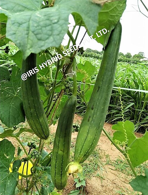 SpongeGourd / Galki F1 Hybrid Iris Delta