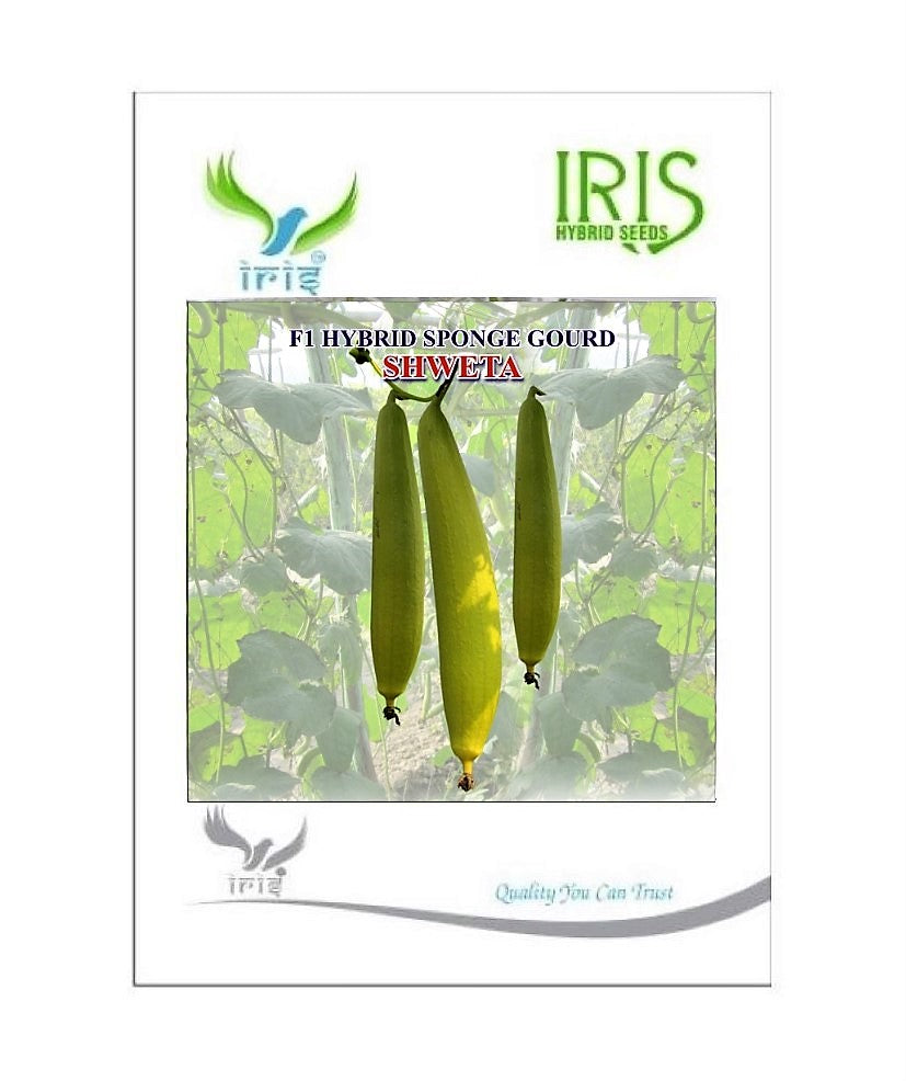 SpongeGourd / Galki F1 Hybrid Iris Shweta