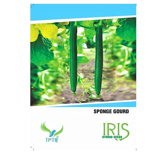 Iris F1 SpongeGourd / Galki