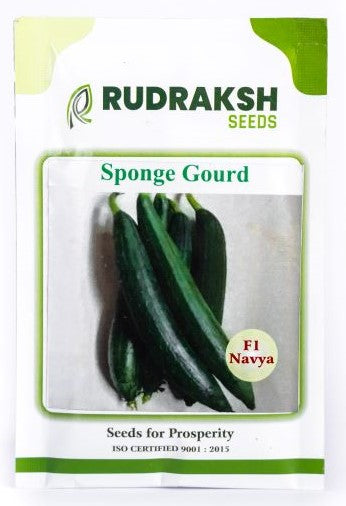 SpongeGourd / Galki Navya