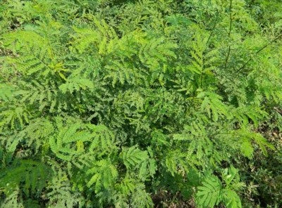 Subabul Tree Seed