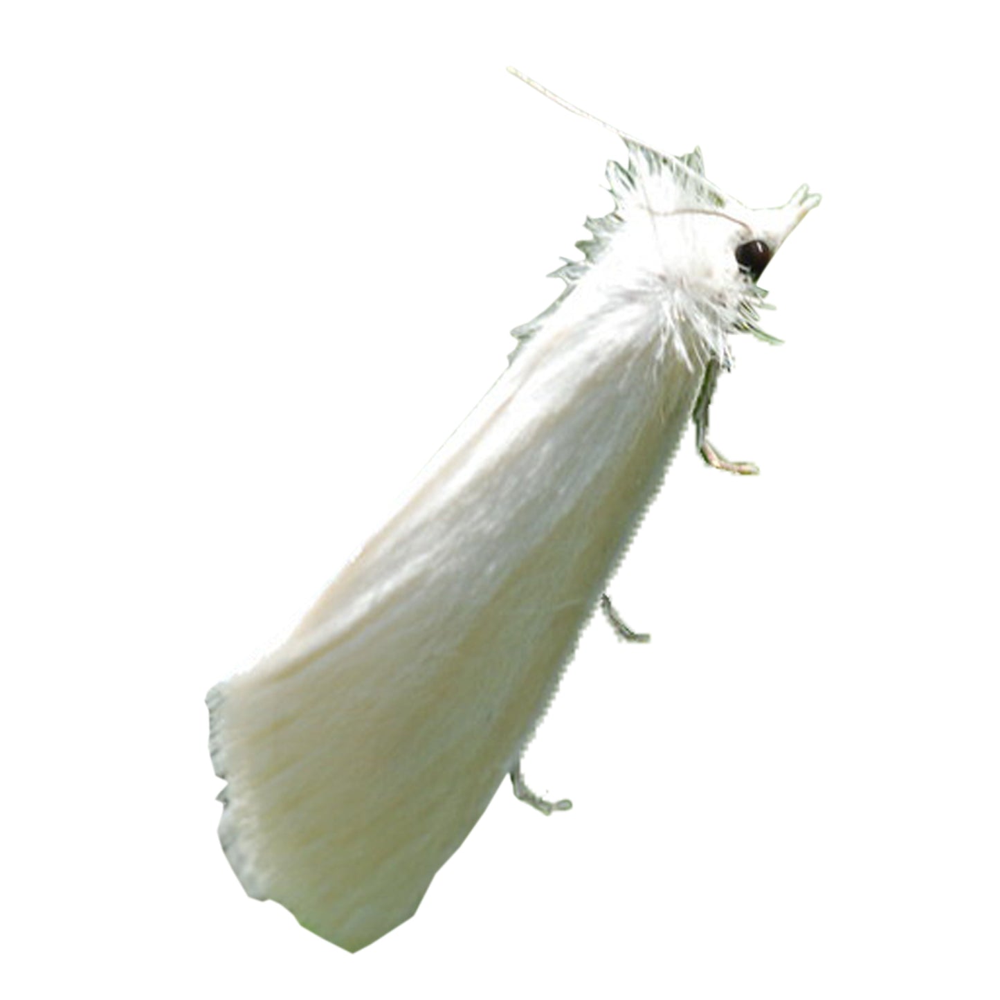 Green Revolution Sugarcane Top-B Lure