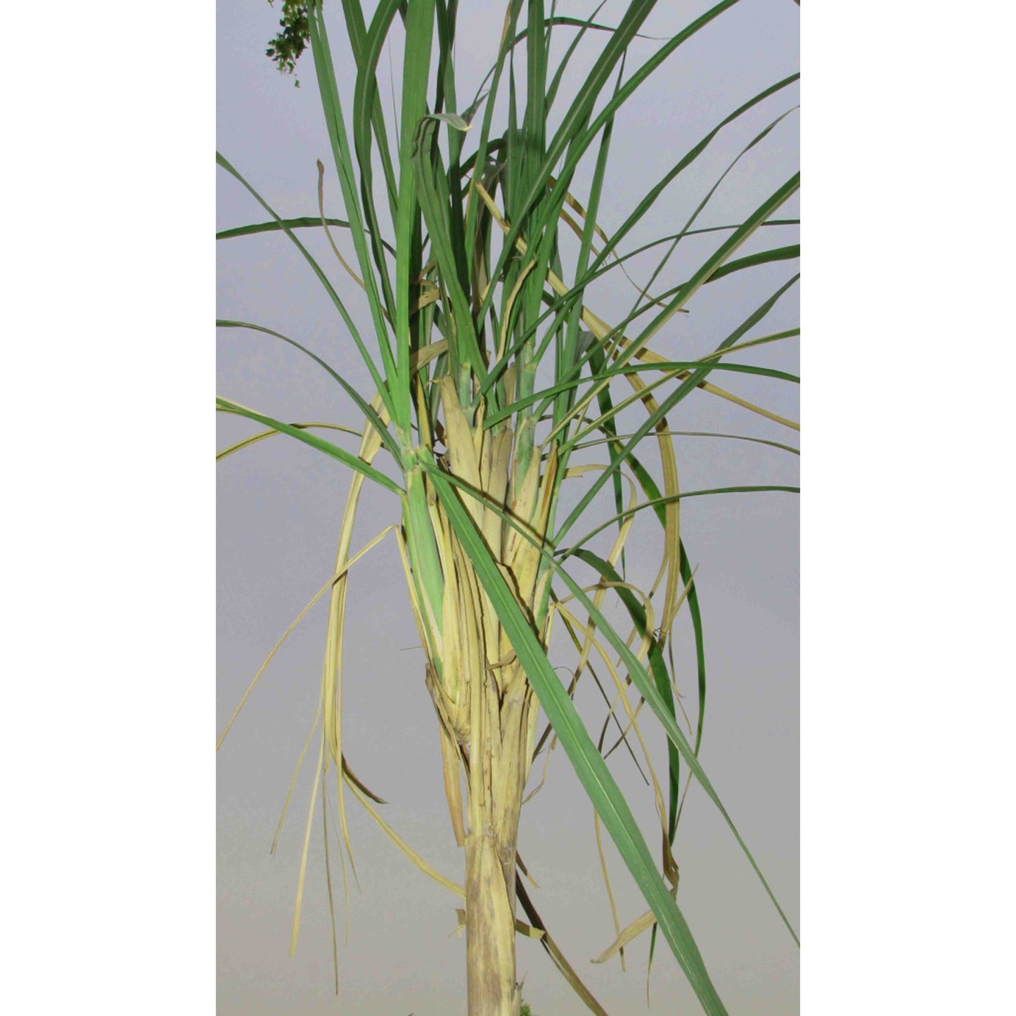 Green Revolution Sugarcane Top-B Lure