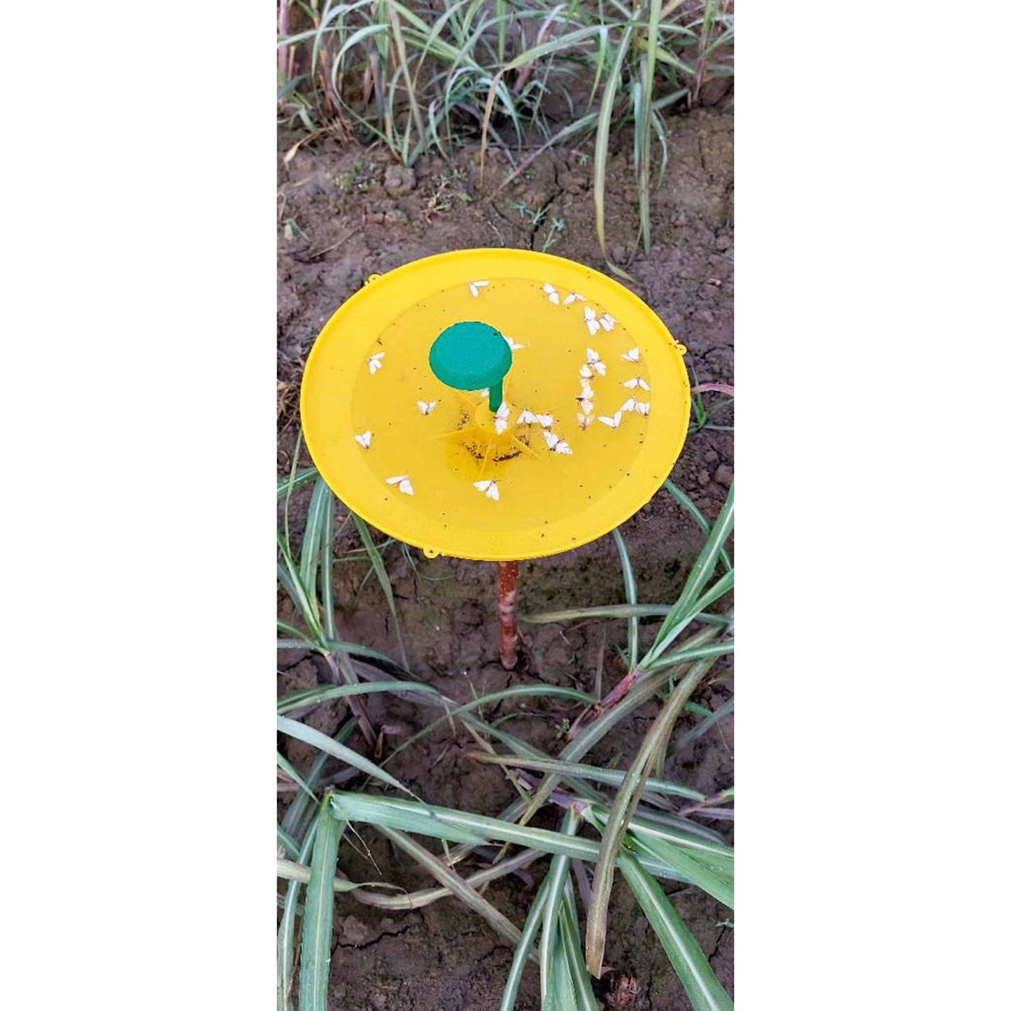 Green Revolution Sugarcane Top-B Lure