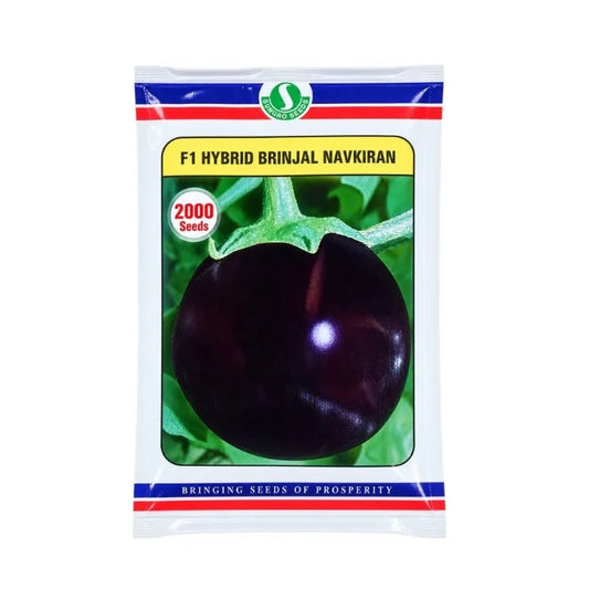 Sungro Brinjal F1 Hybrid Navkiran