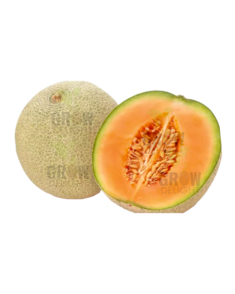 Muskmelon / Kharbooja F1 Sweet Bliss