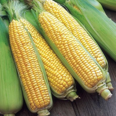 Sweet Corn F-1 Amaze