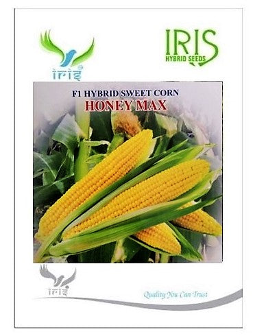 Sweet Corn F1 Iris Honey Max