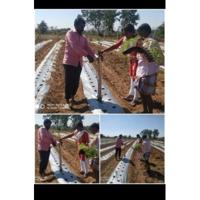 Vegetable Transplanter (Stainless Steel)