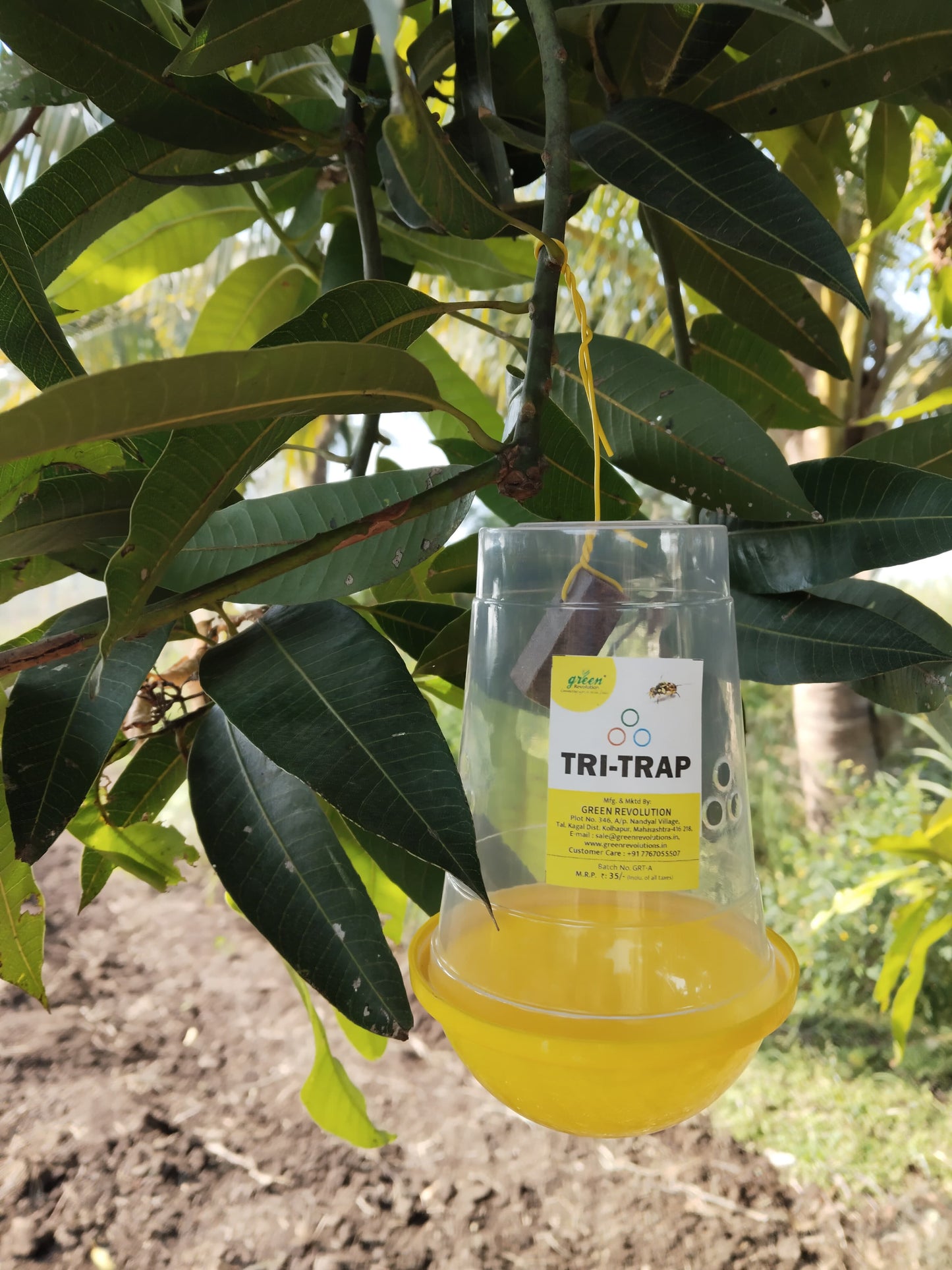 Green Revolution TRI Trap With Fruit Fly Lure