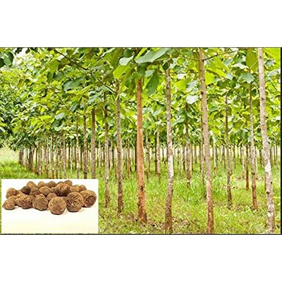 Teak Wood Tree Seeds