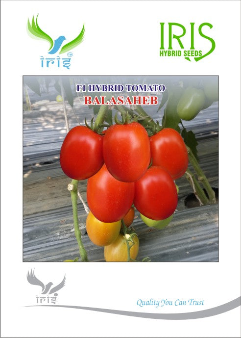 Tomato Iris F1 Balasaheb