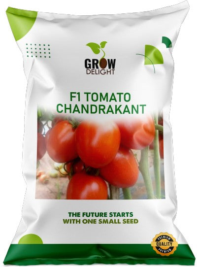 Tomato F1 Chandrakant