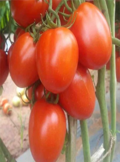 Tomato F1 Chandrakant
