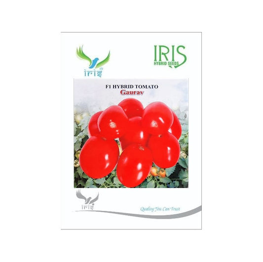 Tomato Iris F1 Gaurav