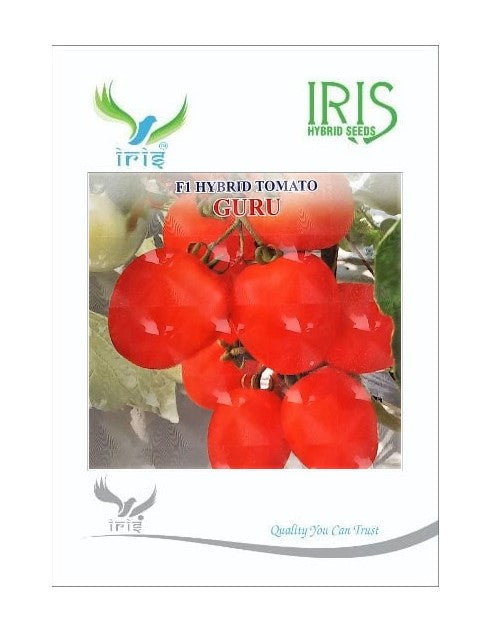 Tomato Iris F1 Guru