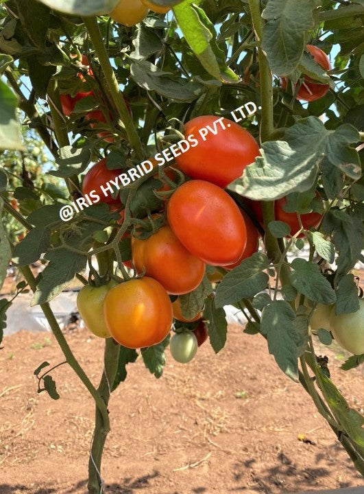Tomato Iris F1 Guru