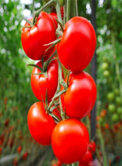 Tomato F1 Himkiran