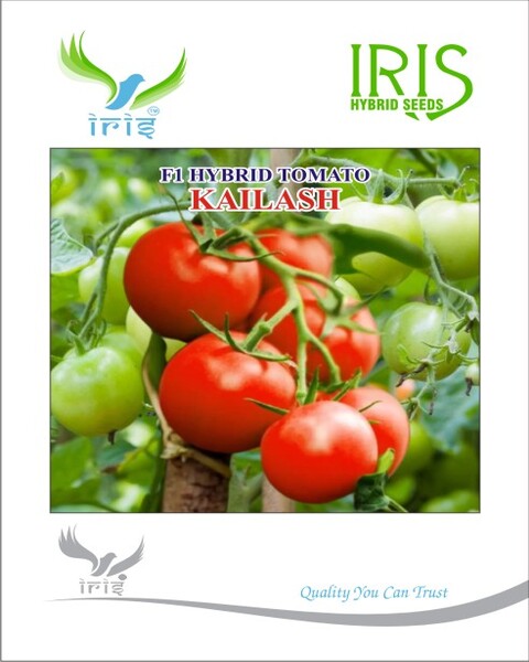Tomato Iris F1 Kailash