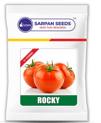 Tomato Sarpan Rocky (White Shoulder)