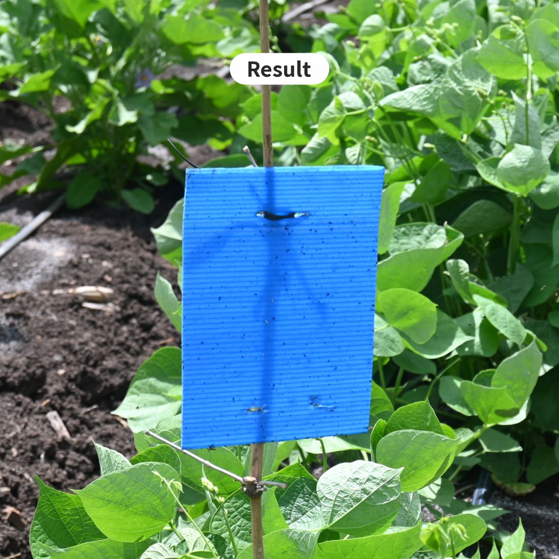 Green Revolution ECO Sticky Trap pack of 25 pieces | A5 Size