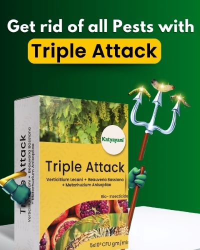 Katyayani Triple Attack