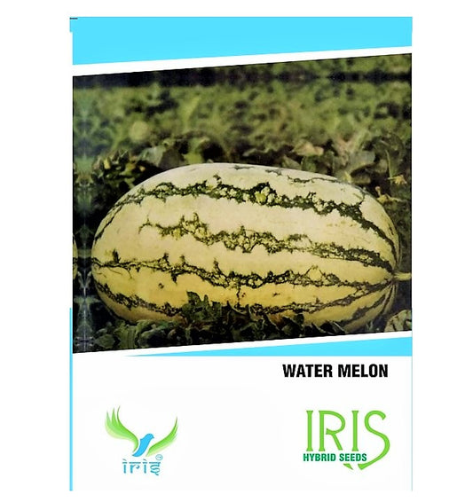 Iris F1 Watermelon Stripes