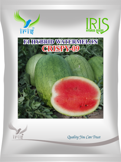 Watermelon F1 Iris Crispy 09