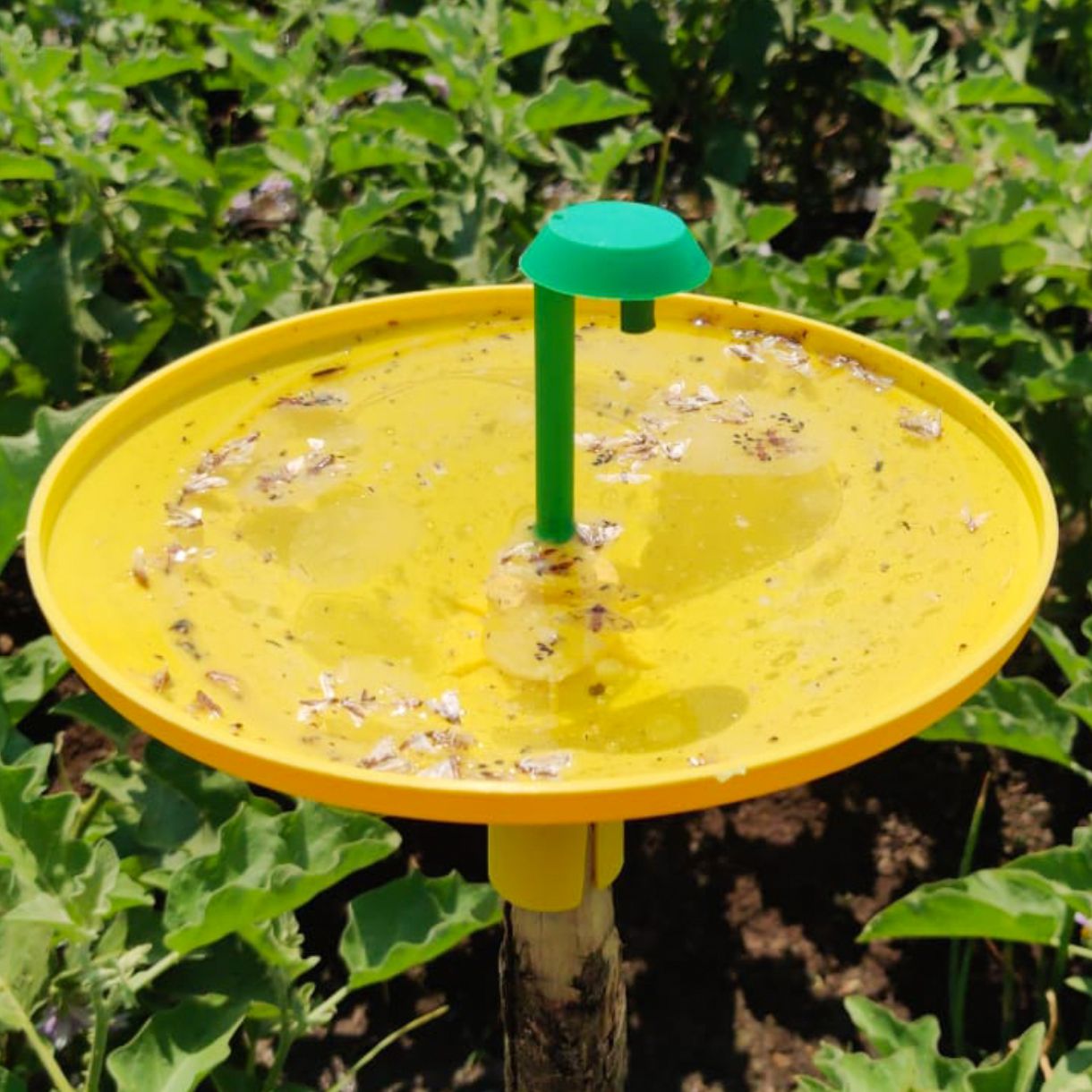 Green Revolution Water trap with Brinjal Lure